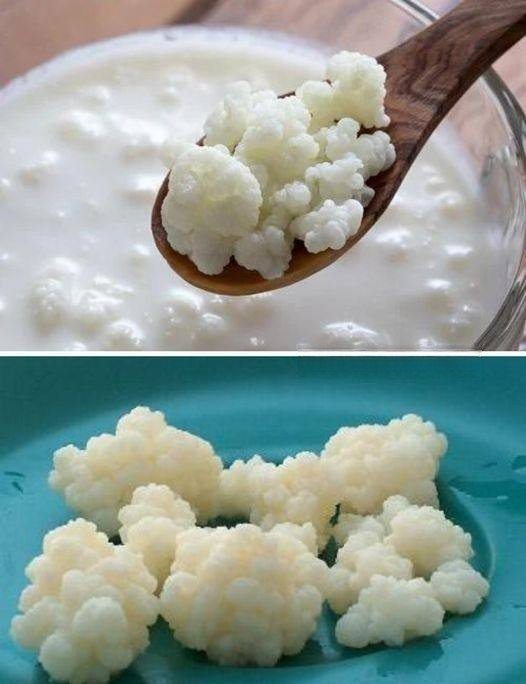 Aprenda a Fazer Kefir de Leite do Zero sem Grãos